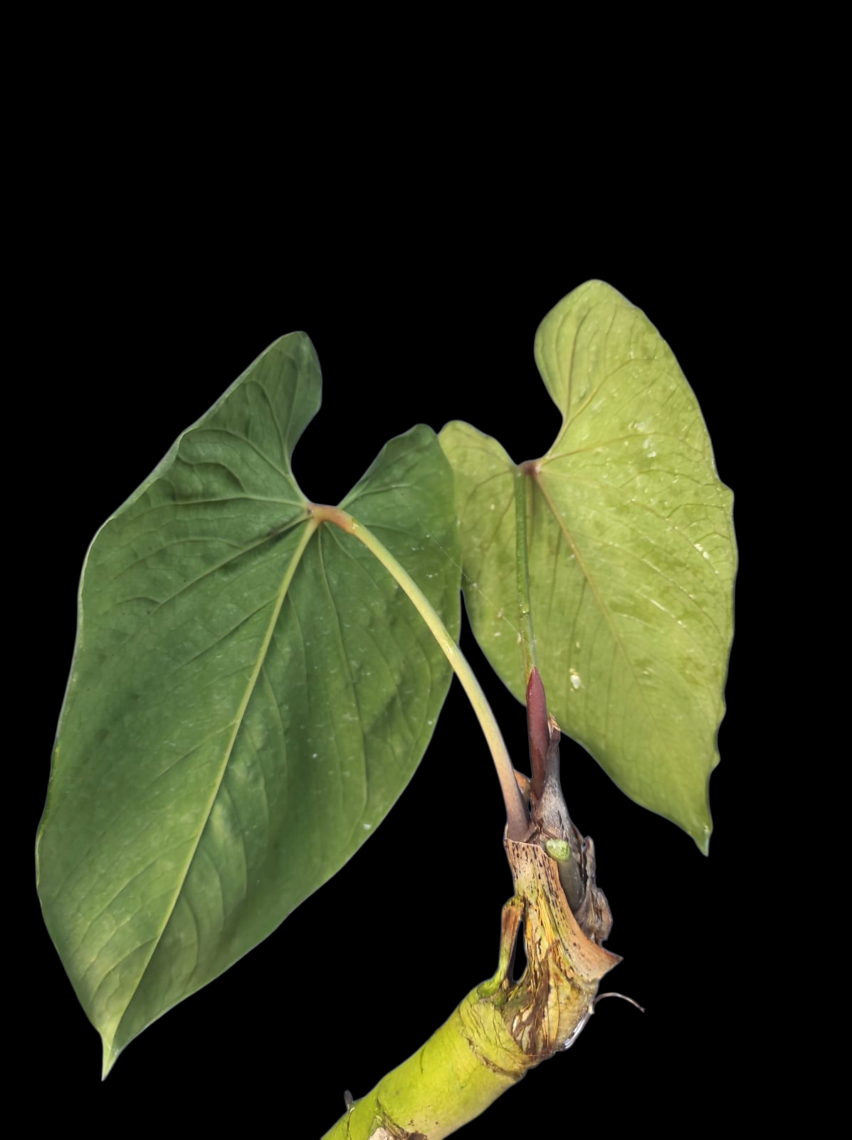 Anthurium Sp. 'Purple' Large Size (EXACT PLANT)