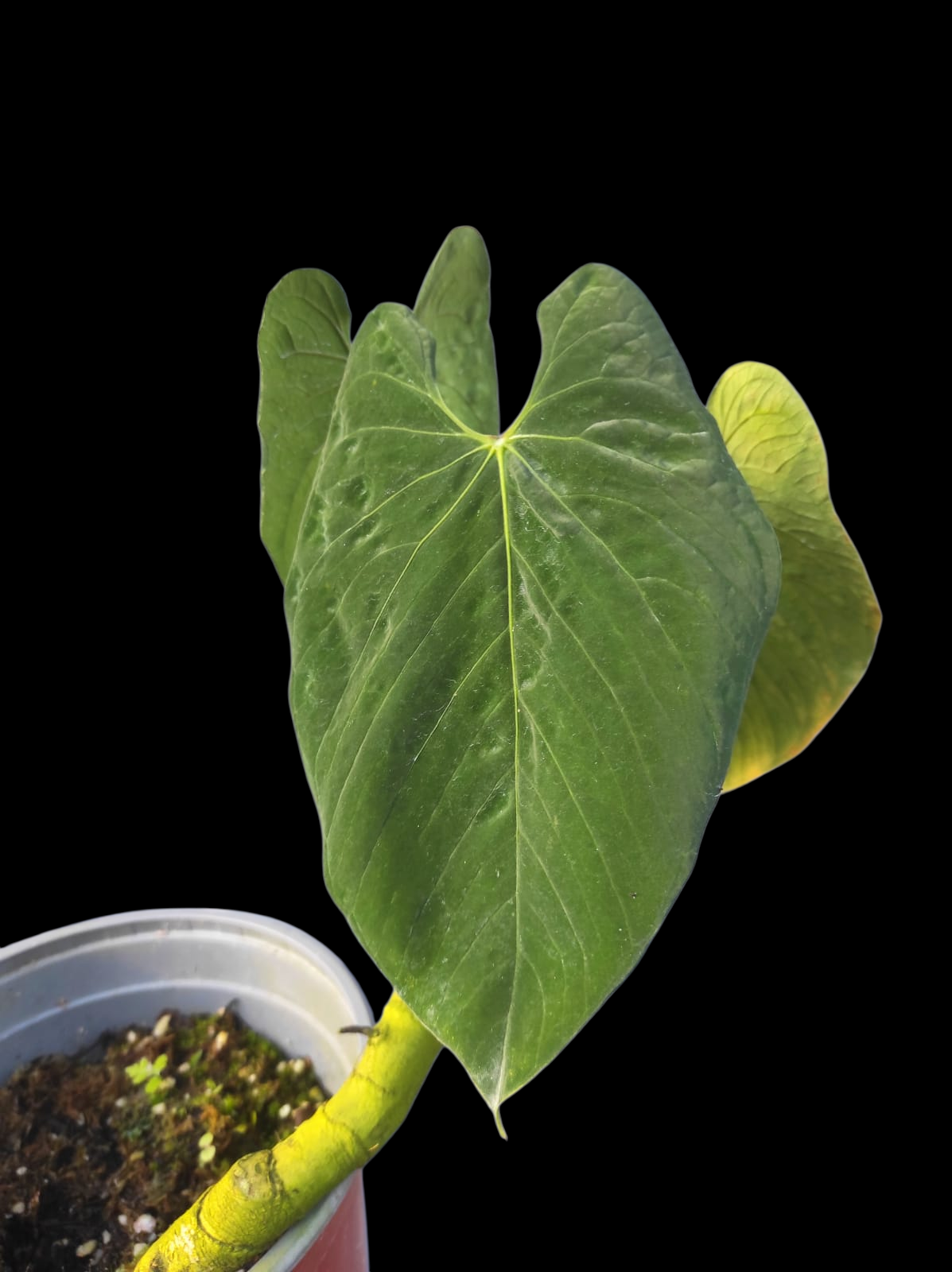 Anthurium Sp. 'Purple' Large Size (EXACT PLANT)