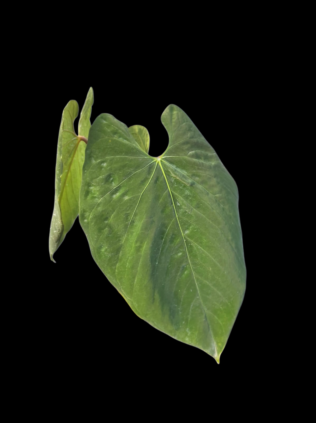 Anthurium Sp. 'Purple' Large Size (EXACT PLANT)