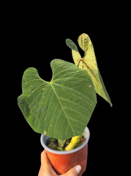 Anthurium Sp. 'Purple' Large Size (EXACT PLANT)