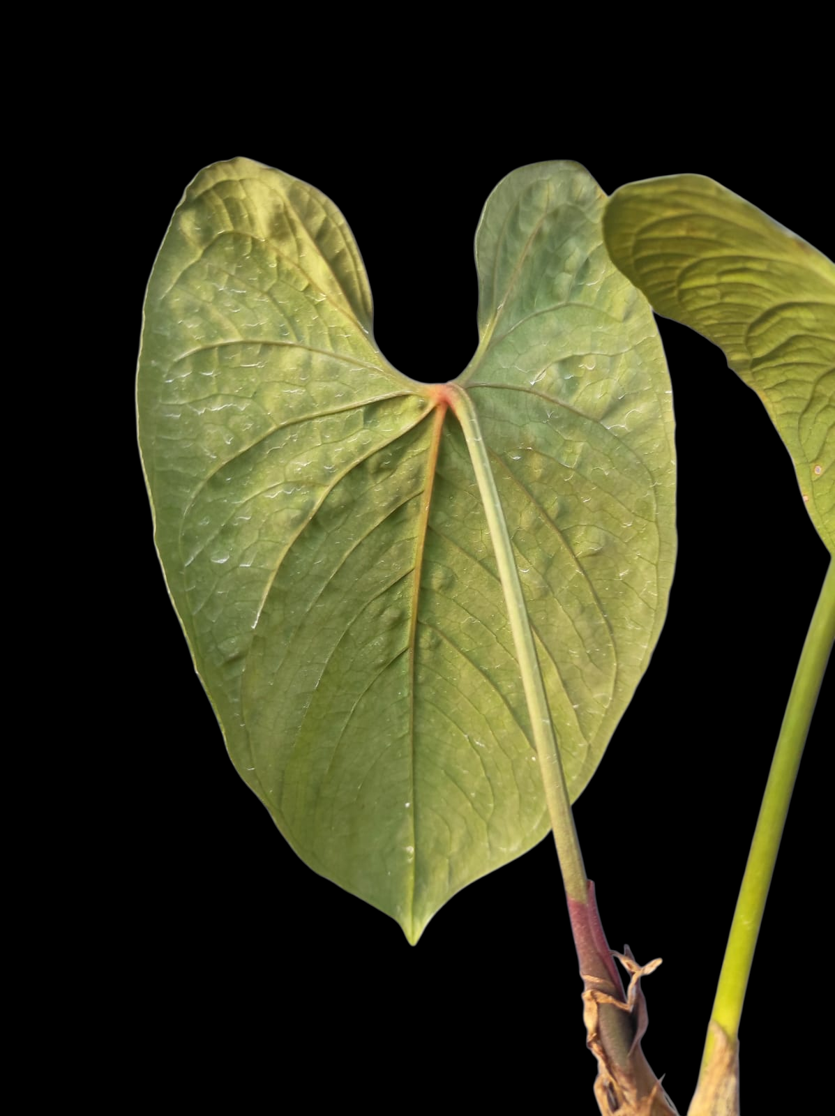 Anthurium Sp. 'Purple' Large Size (EXACT PLANT)