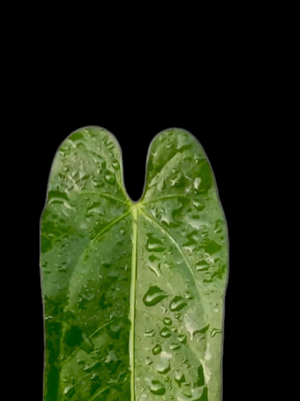 Anthurium sp. 'Verdesino' Wild Ecotype (EXACT PLANT)