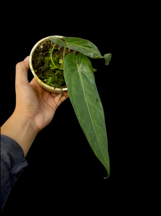 Anthurium sp. 'Verdesino' Wild Ecotype (EXACT PLANT)