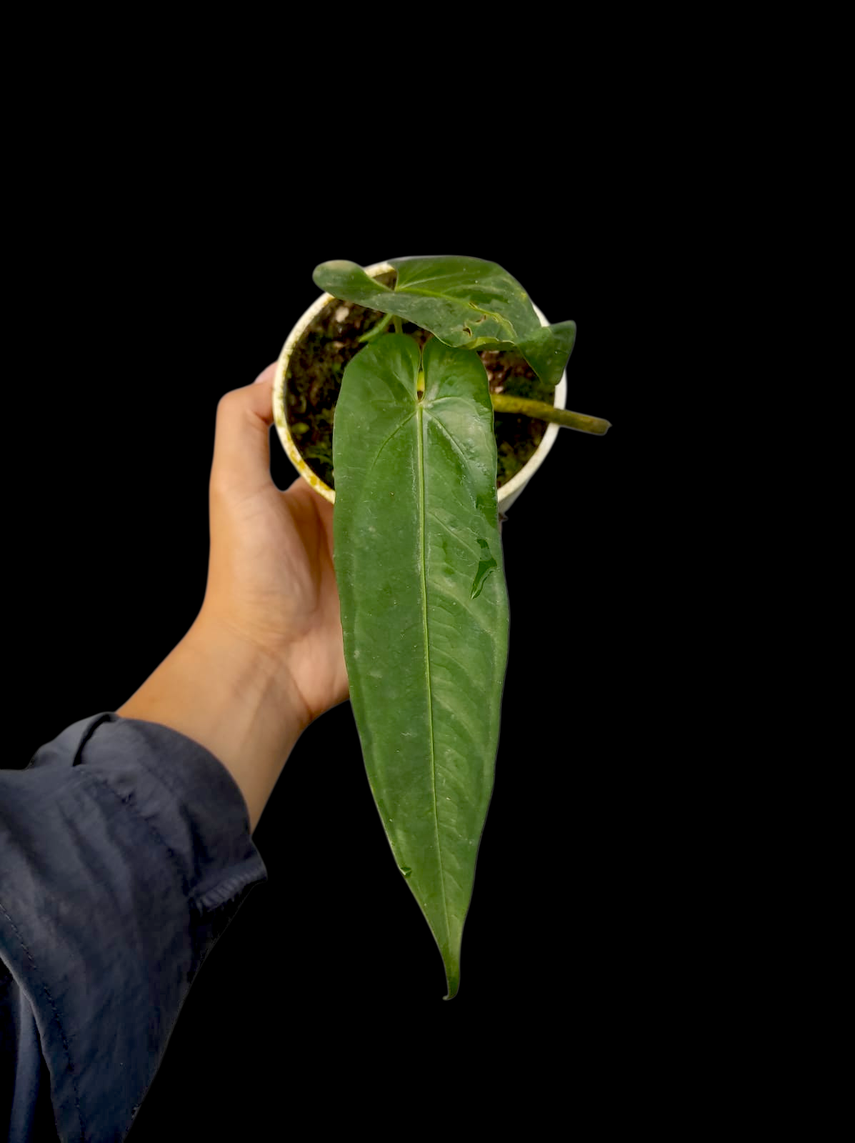 Anthurium sp. 'Verdesino' Wild Ecotype (EXACT PLANT)
