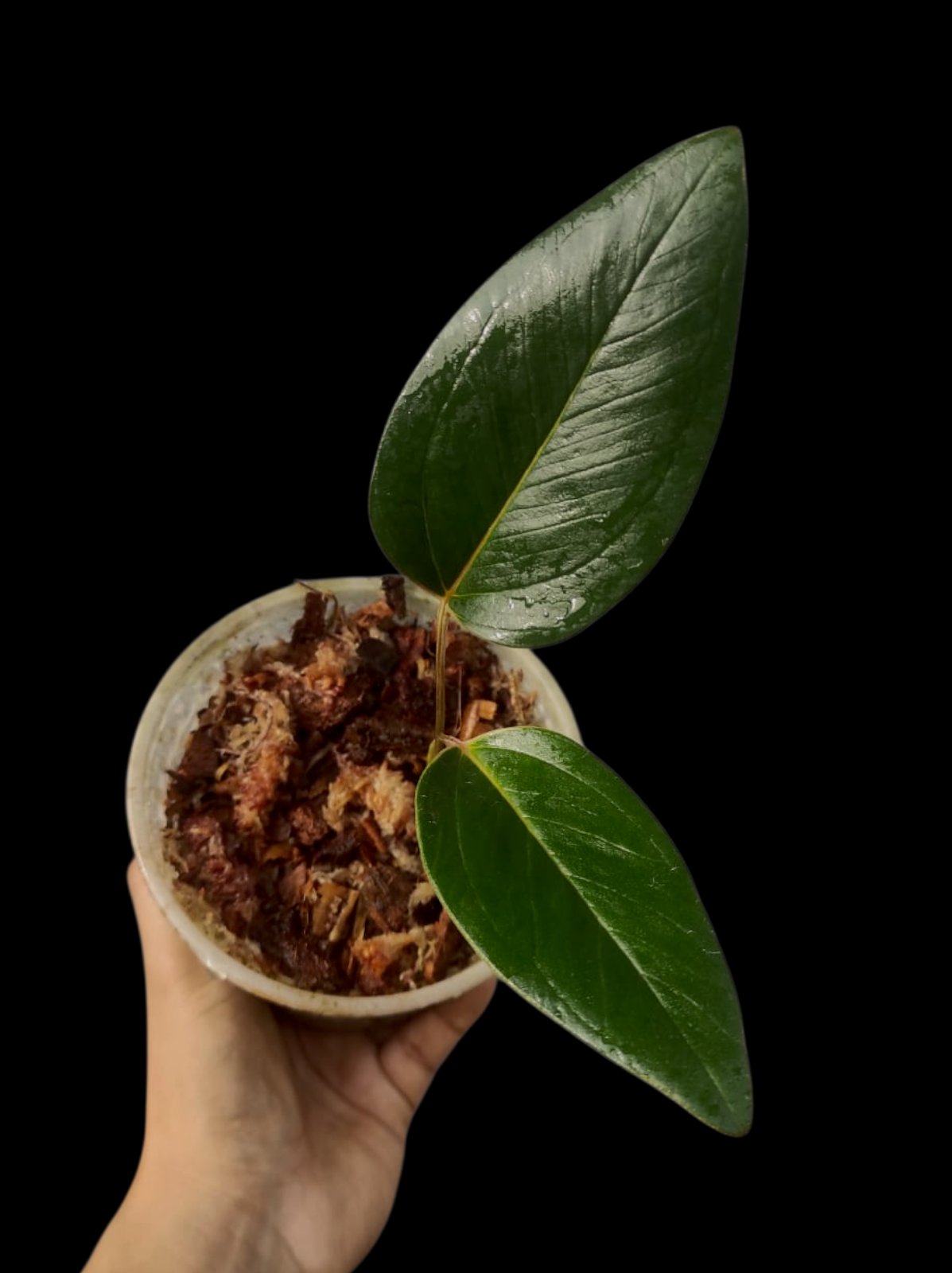Anthurium sp. 'Amazonas Mountain' Dark Form (EXACT PLANT)
