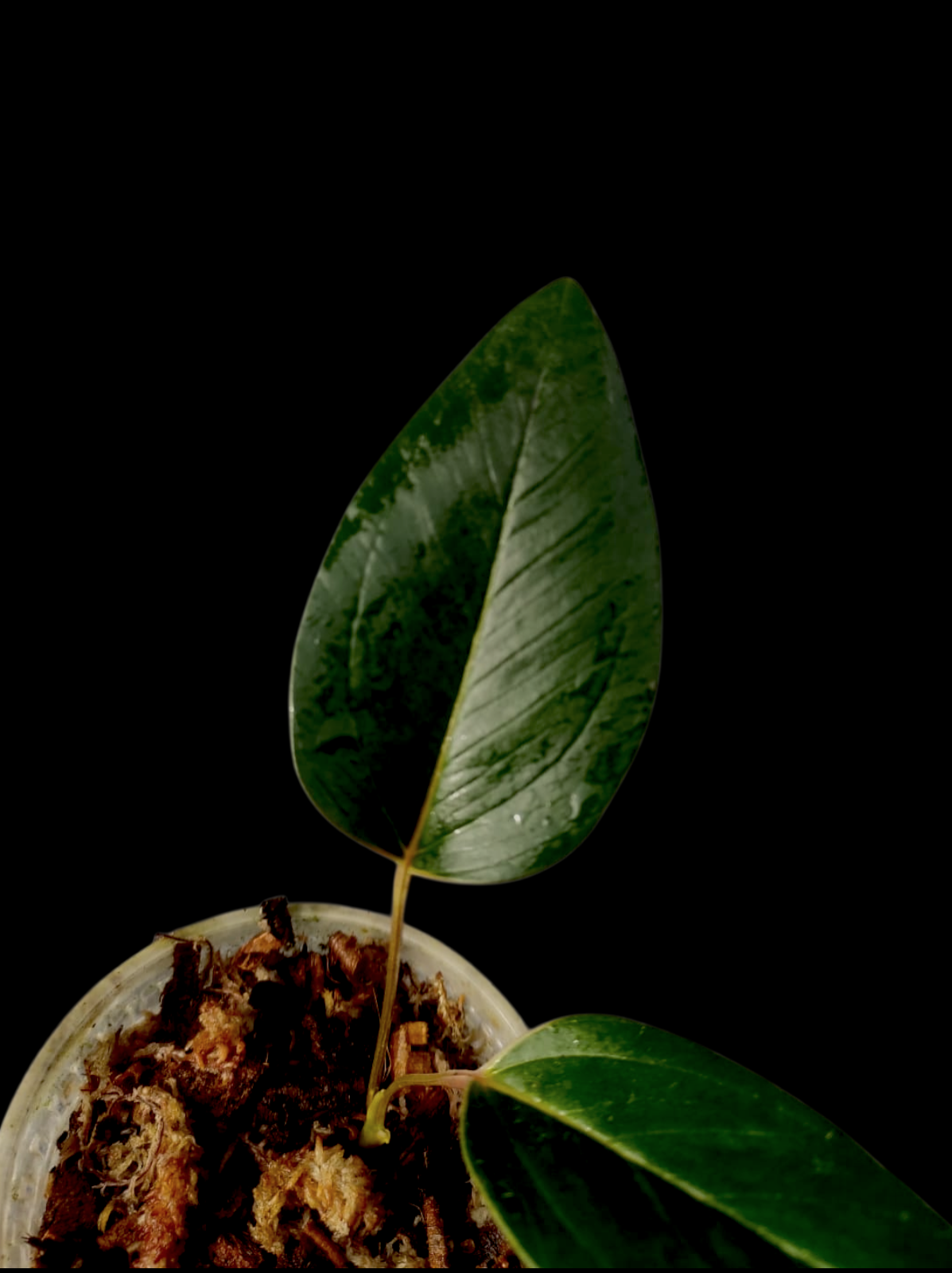 Anthurium sp. 'Amazonas Mountain' Dark Form (EXACT PLANT)