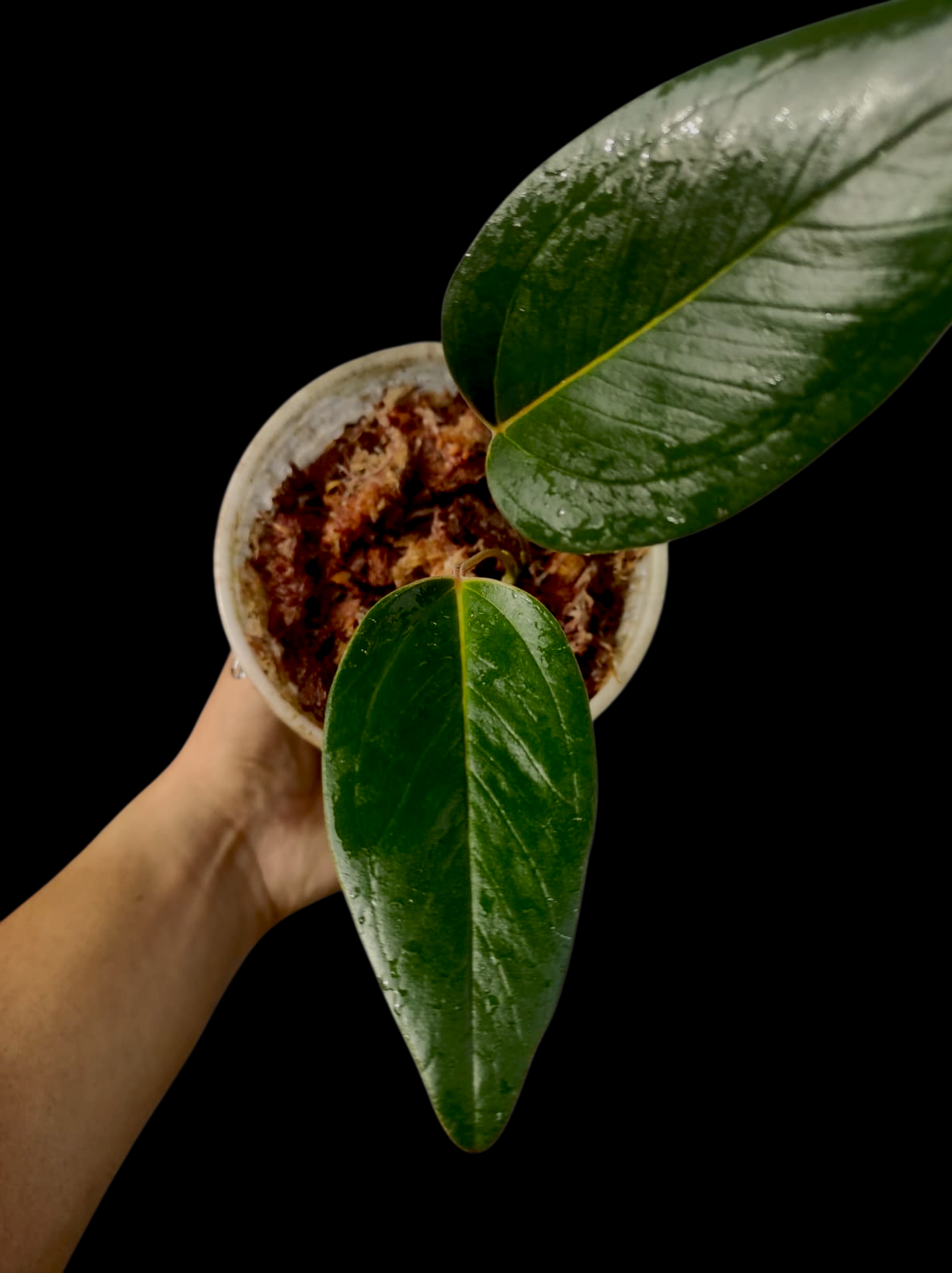 Anthurium sp. 'Amazonas Mountain' Dark Form (EXACT PLANT)