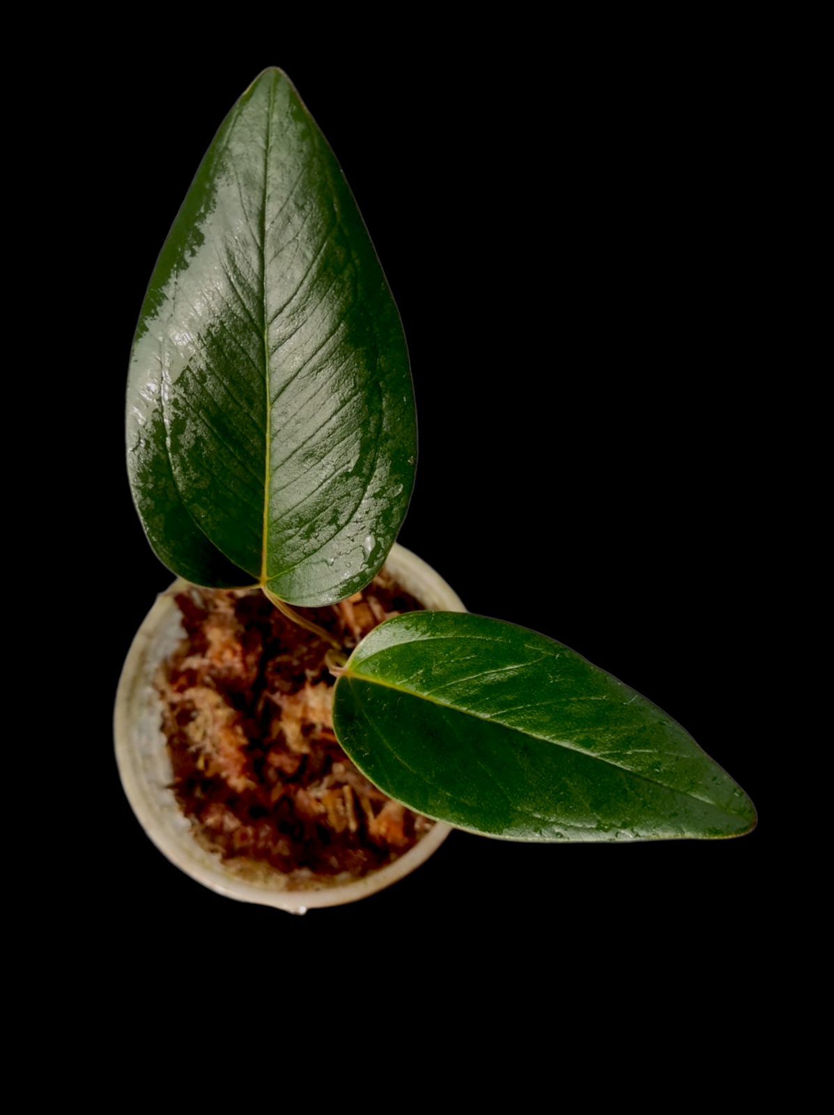 Anthurium sp. 'Amazonas Mountain' Dark Form (EXACT PLANT)