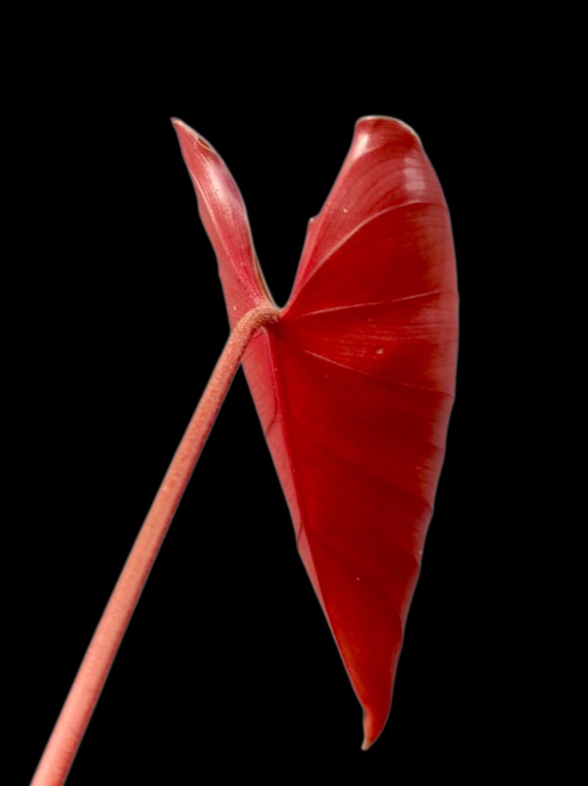 philodendron Devansayeanum Narrow Form Wild Ecotype (EXACT PLANT)