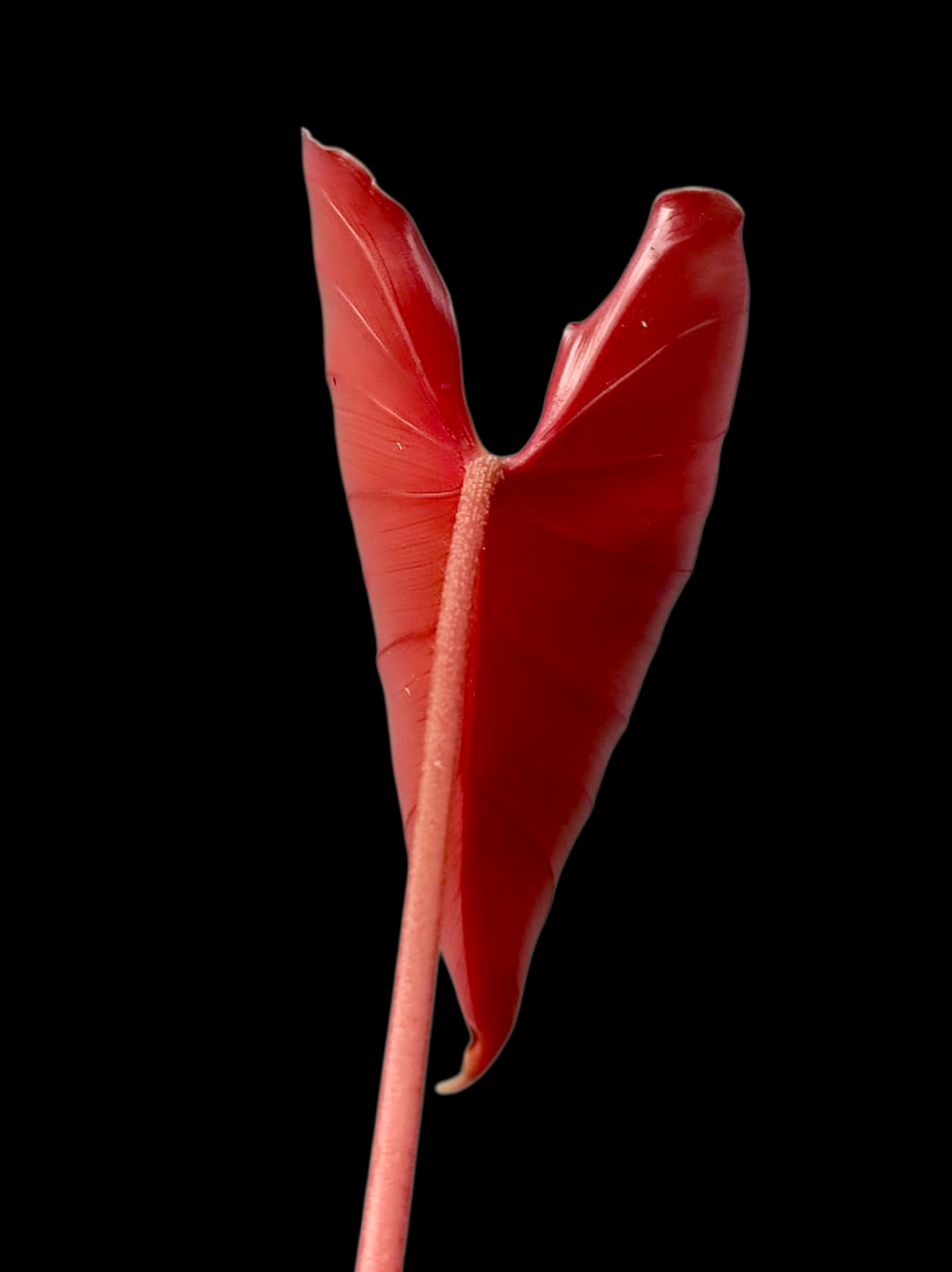 philodendron Devansayeanum Narrow Form Wild Ecotype (EXACT PLANT)