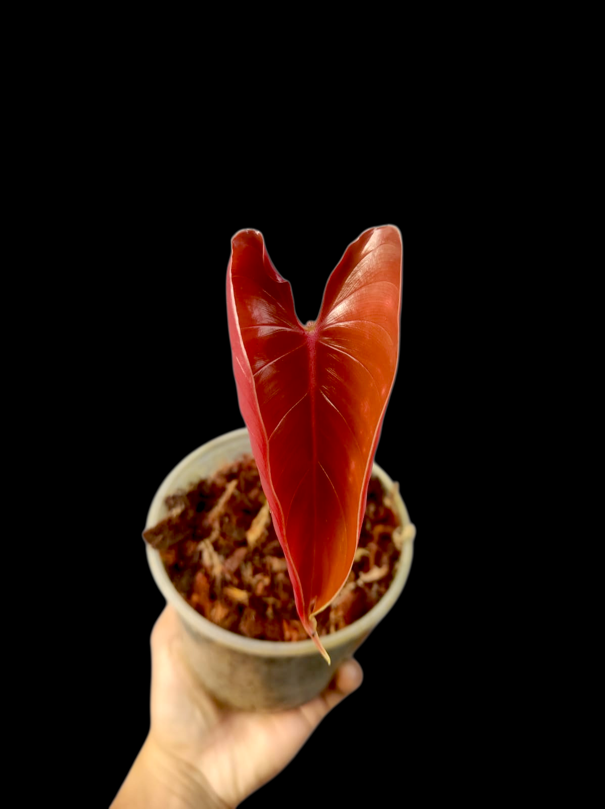 philodendron Devansayeanum Narrow Form Wild Ecotype (EXACT PLANT)