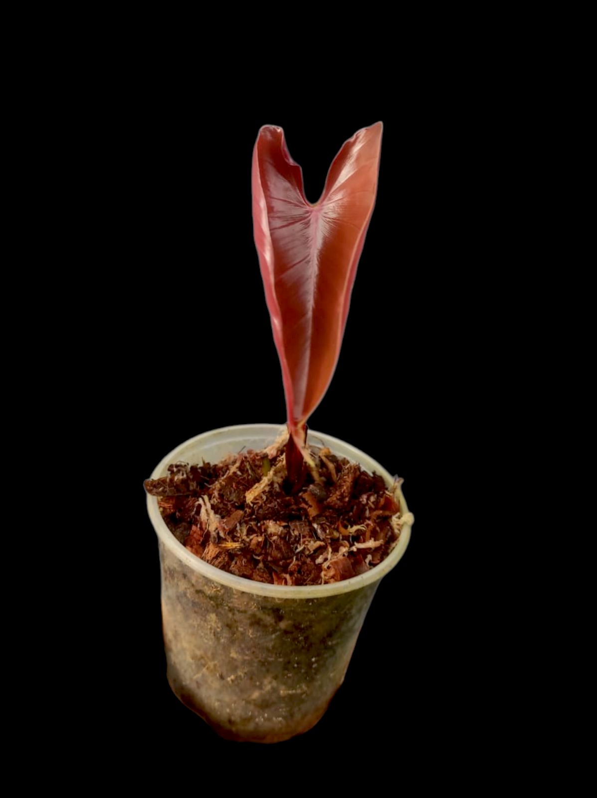 philodendron Devansayeanum Narrow Form Wild Ecotype (EXACT PLANT)