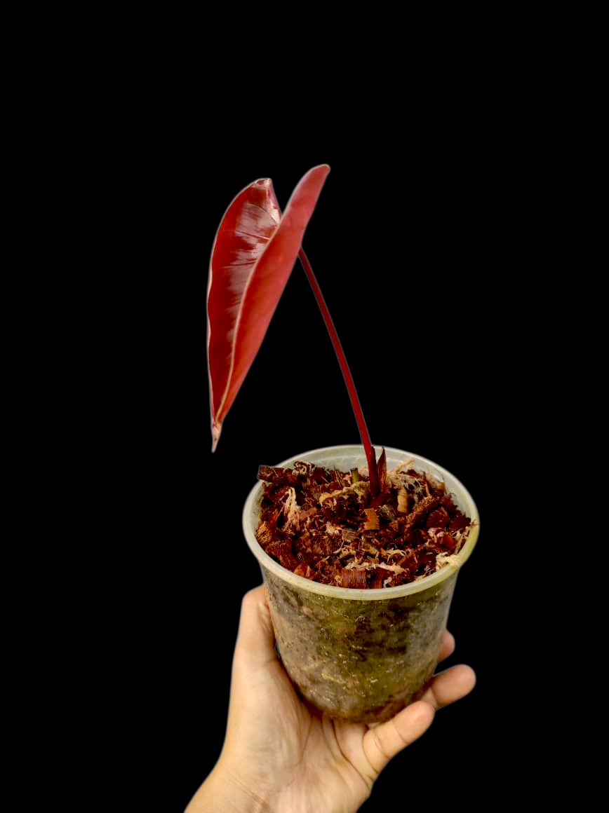 philodendron Devansayeanum Narrow Form Wild Ecotype (EXACT PLANT)