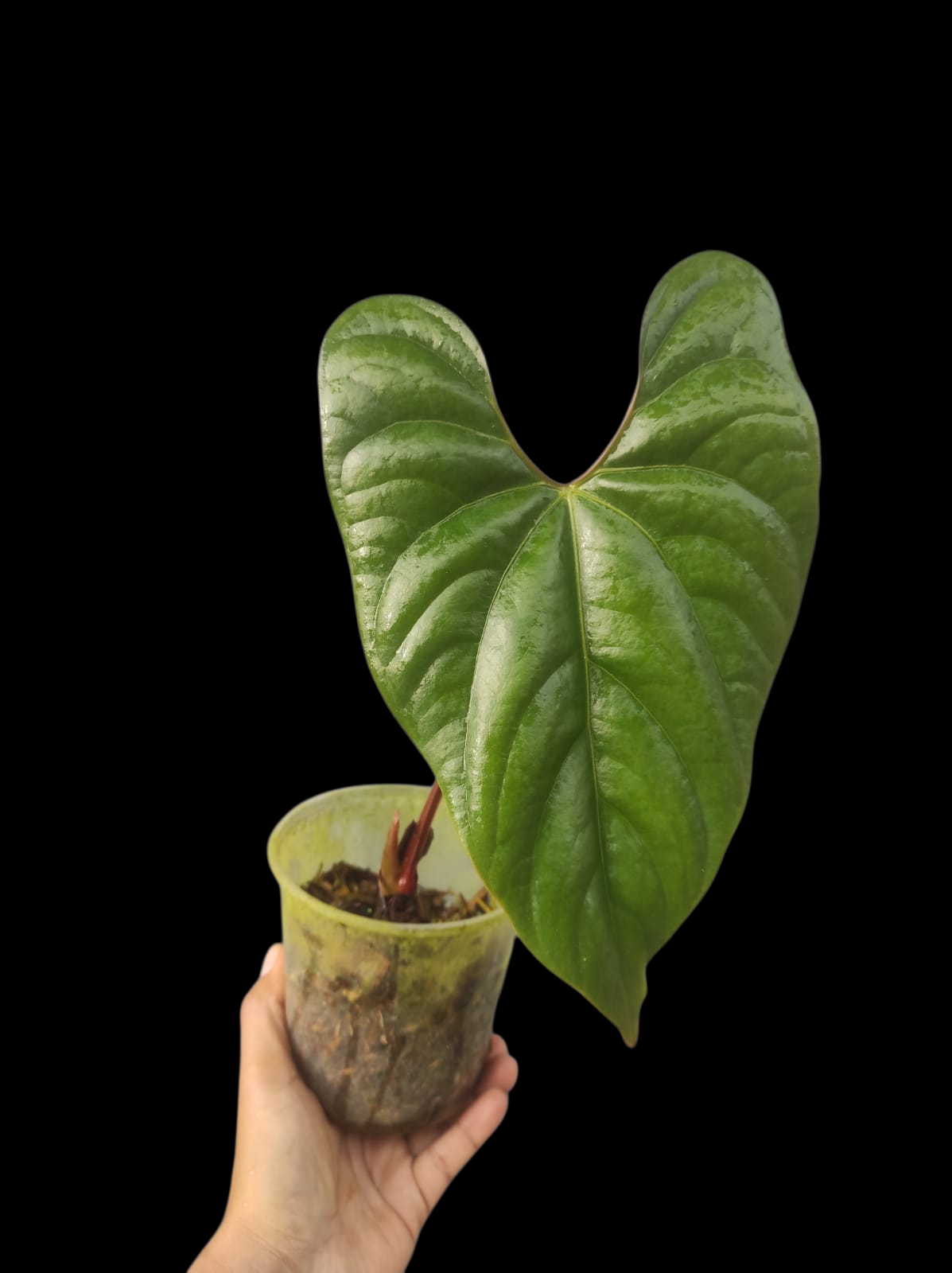 Anthurium sp. 'Silver Peru' Pebas Ecotype Mature Form (EXACT PLANT)