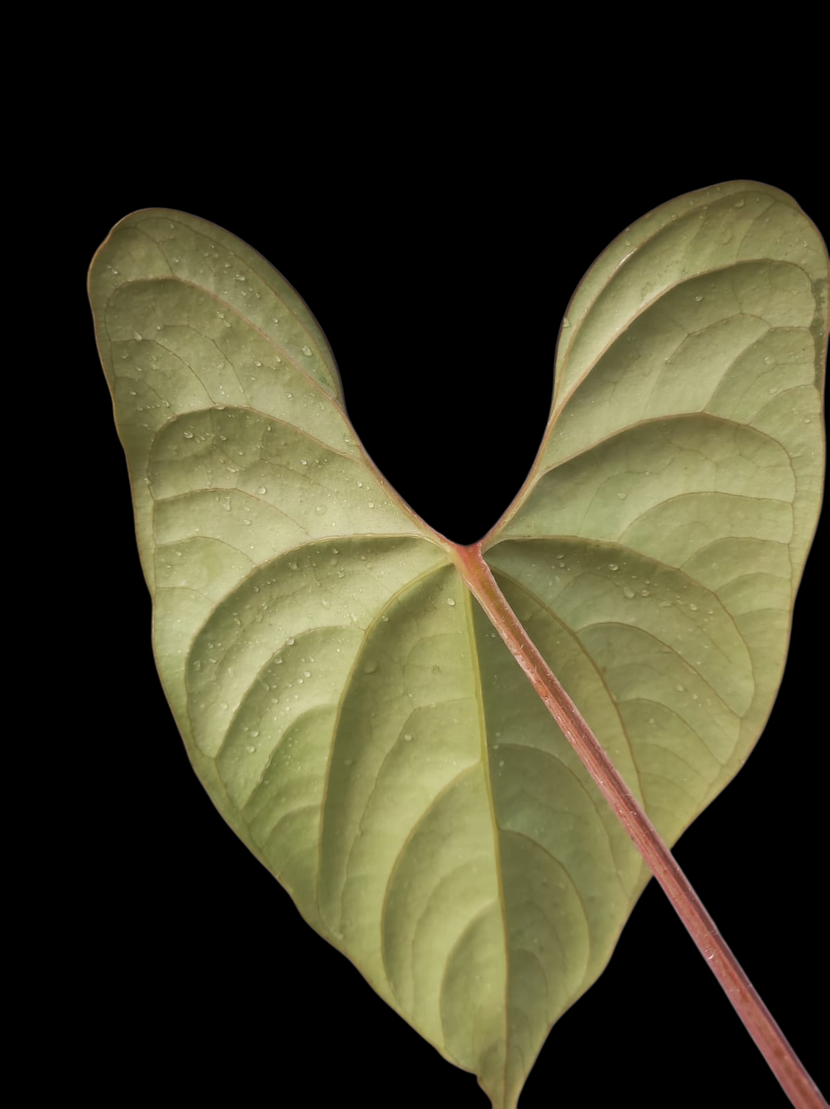 Anthurium sp. 'Silver Peru' Pebas Ecotype Mature Form (EXACT PLANT)
