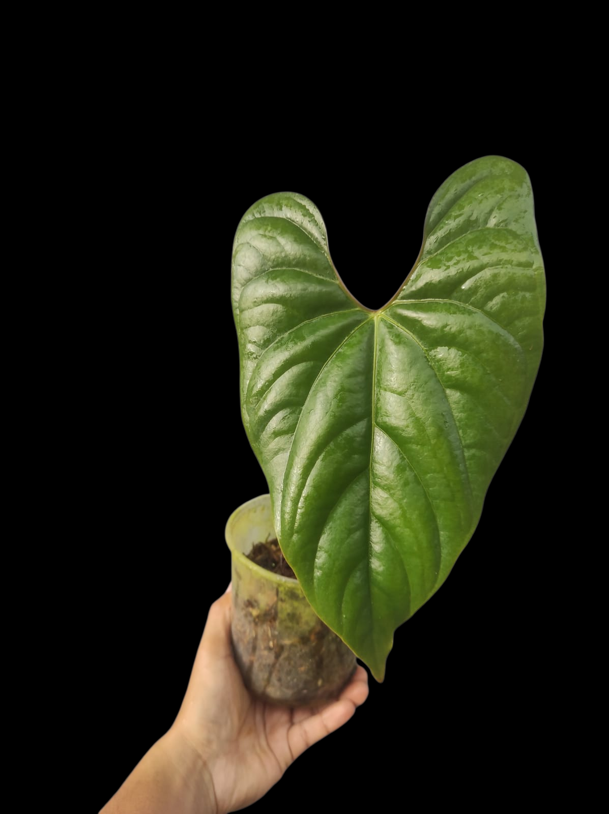 Anthurium sp. 'Silver Peru' Pebas Ecotype Mature Form (EXACT PLANT)