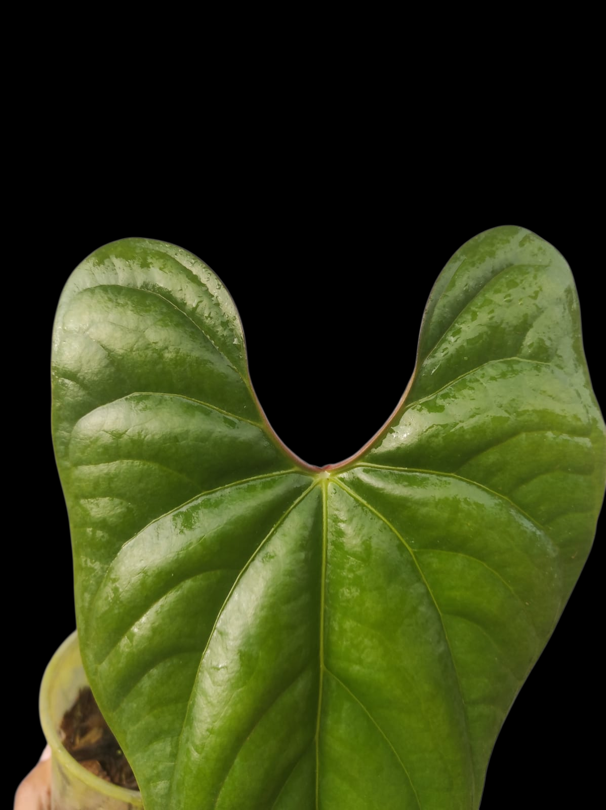 Anthurium sp. 'Silver Peru' Pebas Ecotype Mature Form (EXACT PLANT)