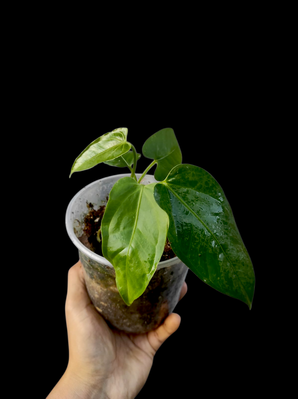 Anthurium sp. 'Toroyacu' Wild Ecotype (EXACT PLANT)