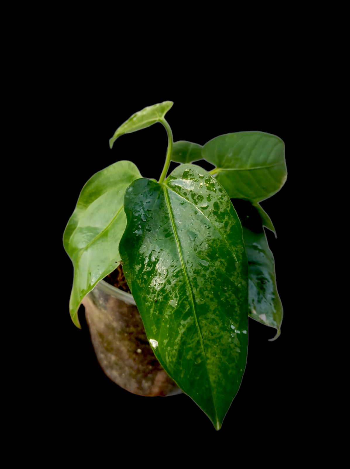 Anthurium sp. 'Toroyacu' Wild Ecotype (EXACT PLANT)