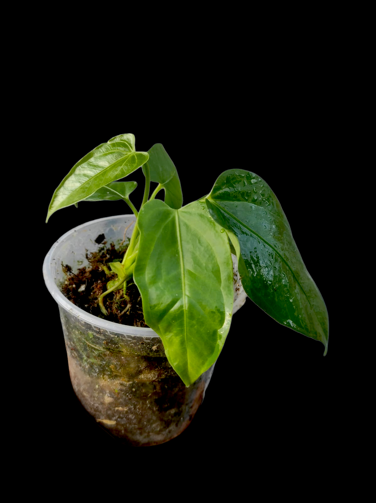 Anthurium sp. 'Toroyacu' Wild Ecotype (EXACT PLANT)