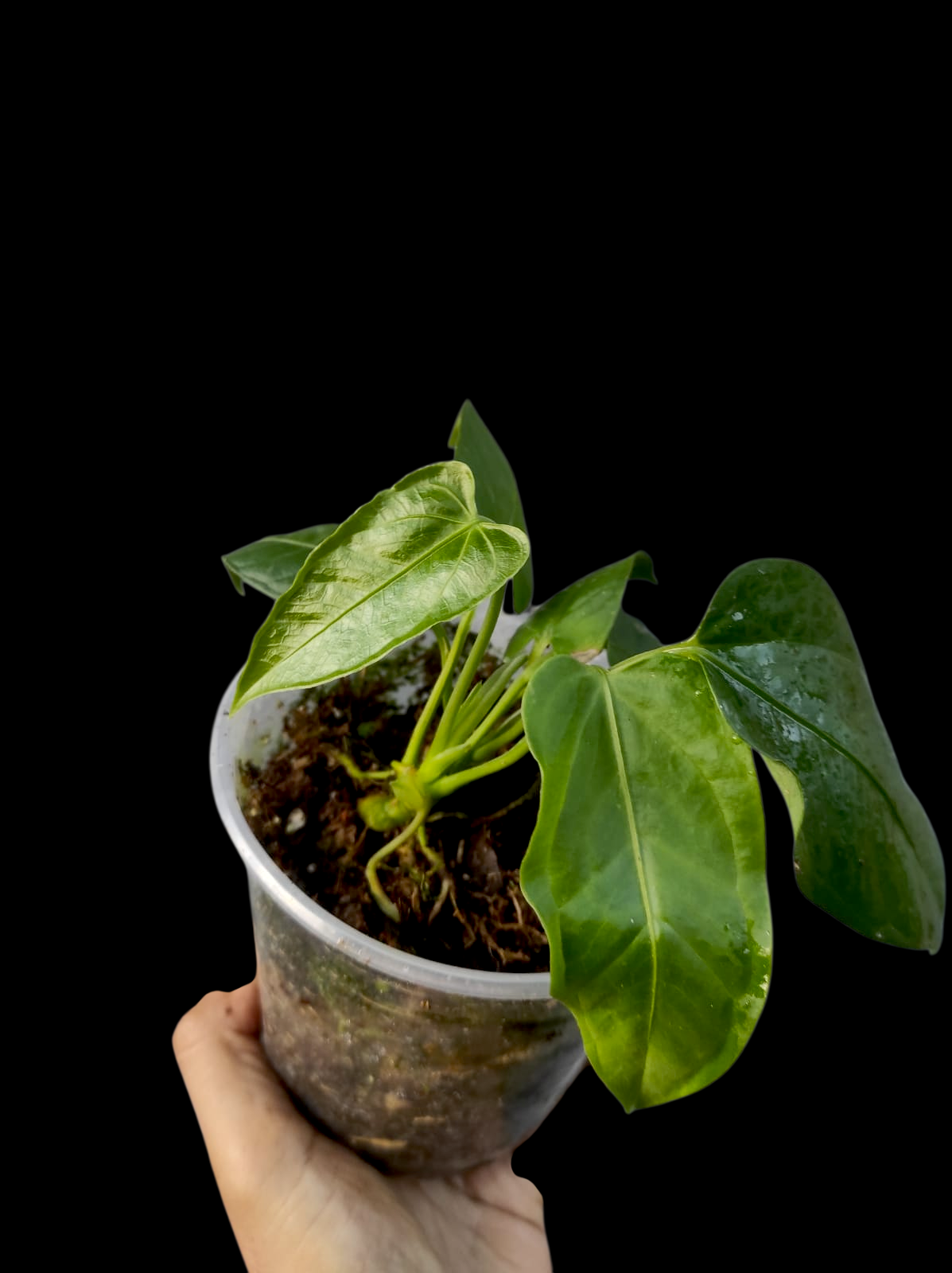 Anthurium sp. 'Toroyacu' Wild Ecotype (EXACT PLANT)