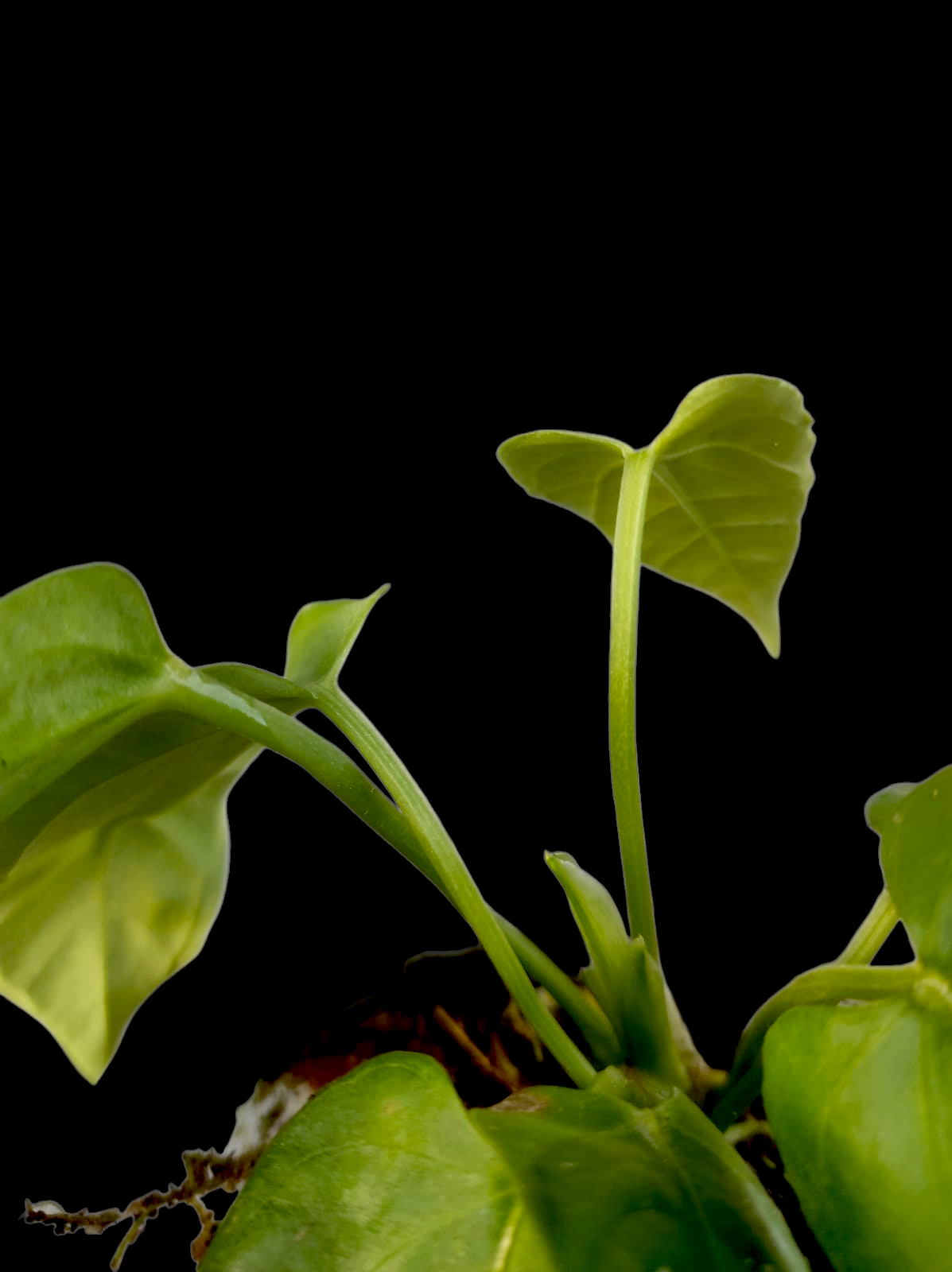 Anthurium sp. 'Toroyacu' Wild Ecotype (EXACT PLANT)