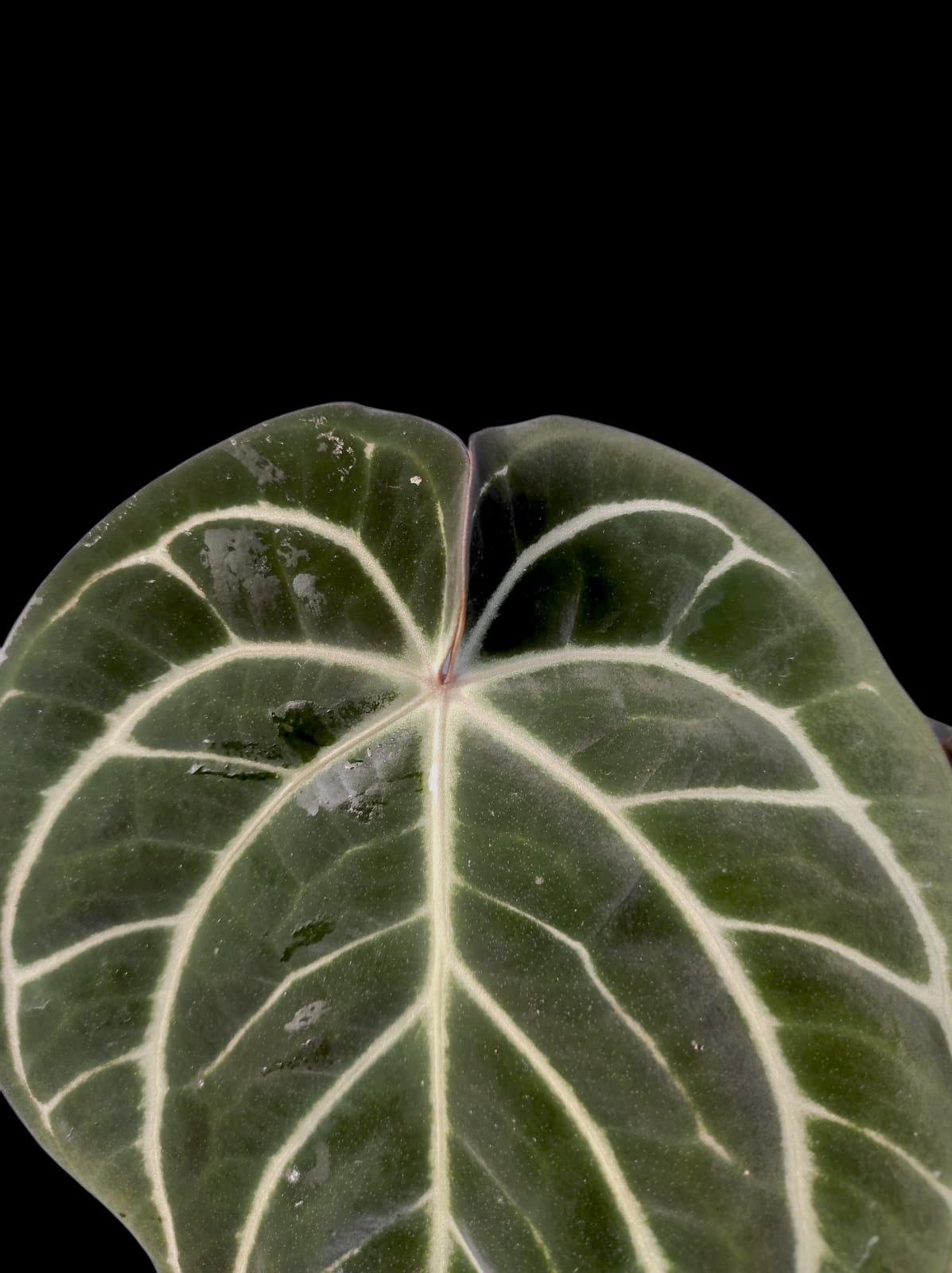 Anthurium Carlablackiae Round Form Special Phenotype (EXACT PLANT)