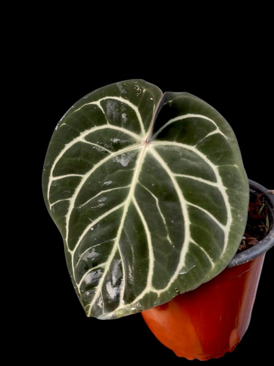 Anthurium Carlablackiae Round Form Special Phenotype (EXACT PLANT)