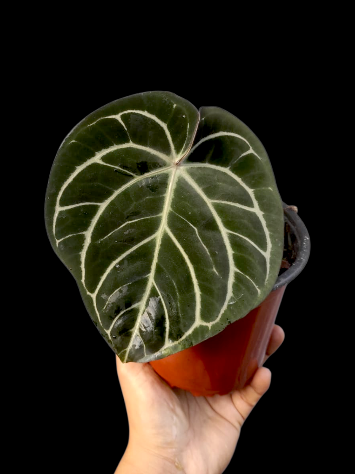 Anthurium Carlablackiae Round Form Special Phenotype (EXACT PLANT)