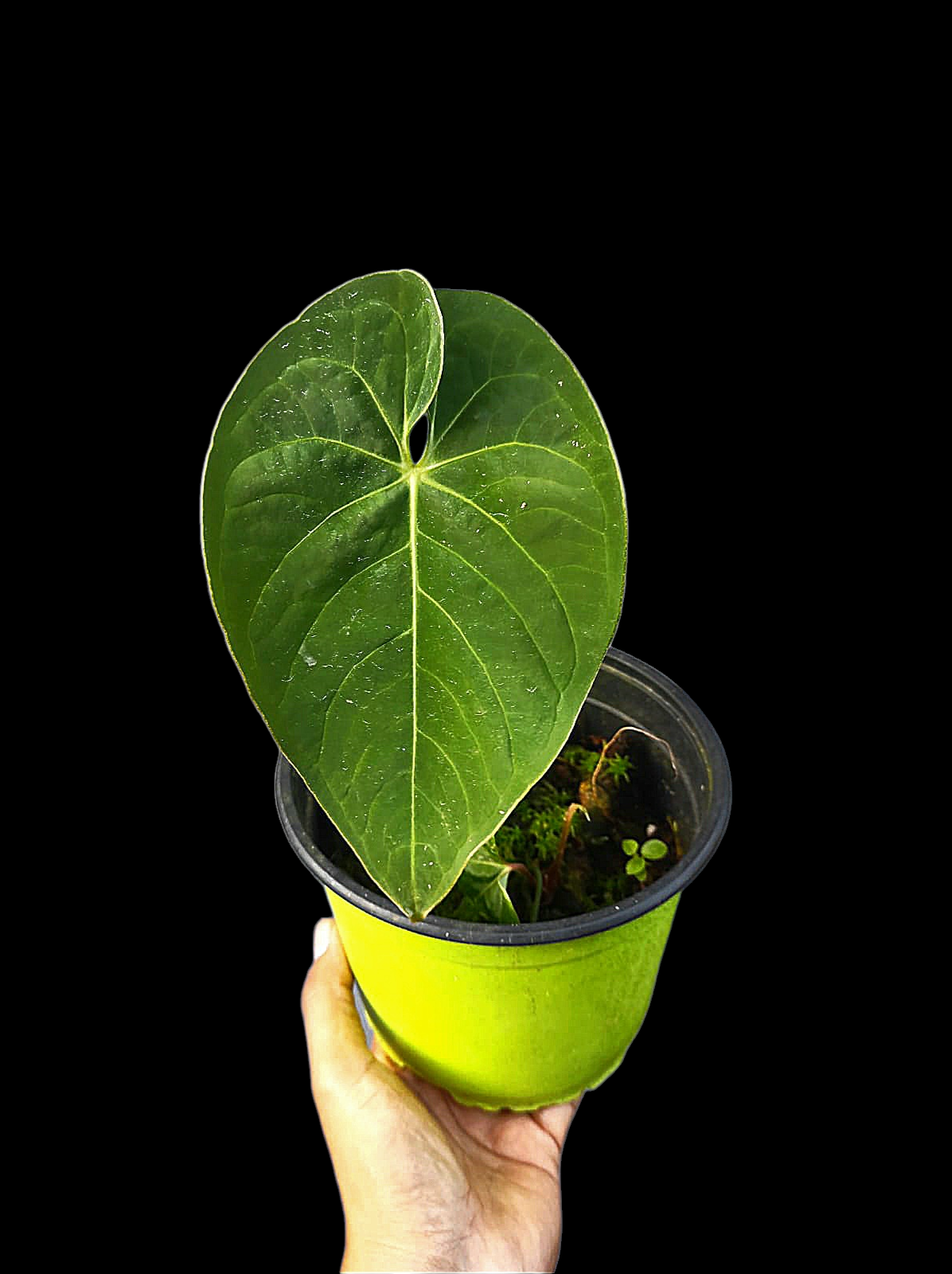 Anthurium Sp. 'Peru Velvet' Round Form (EXACT PLANT)