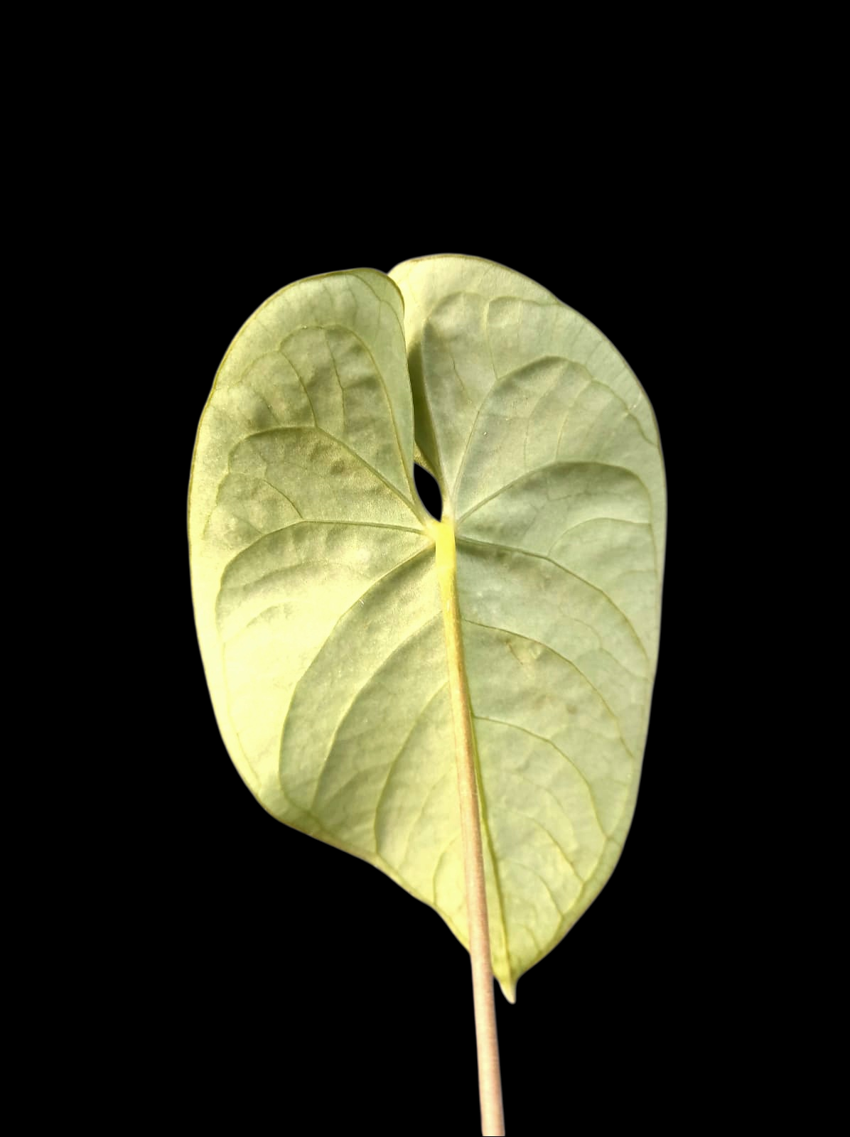 Anthurium Sp. 'Peru Velvet' Round Form (EXACT PLANT)