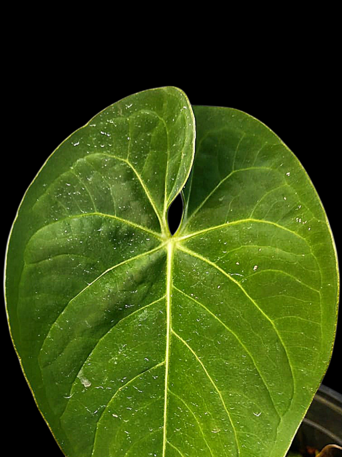 Anthurium Sp. 'Peru Velvet' Round Form (EXACT PLANT)