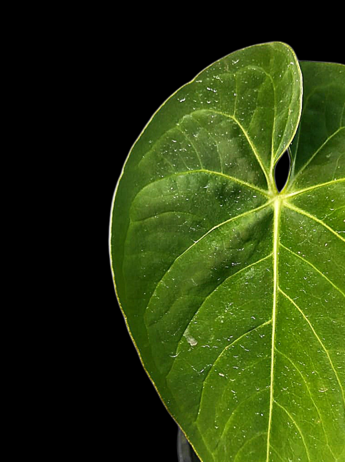 Anthurium Sp. 'Peru Velvet' Round Form (EXACT PLANT)