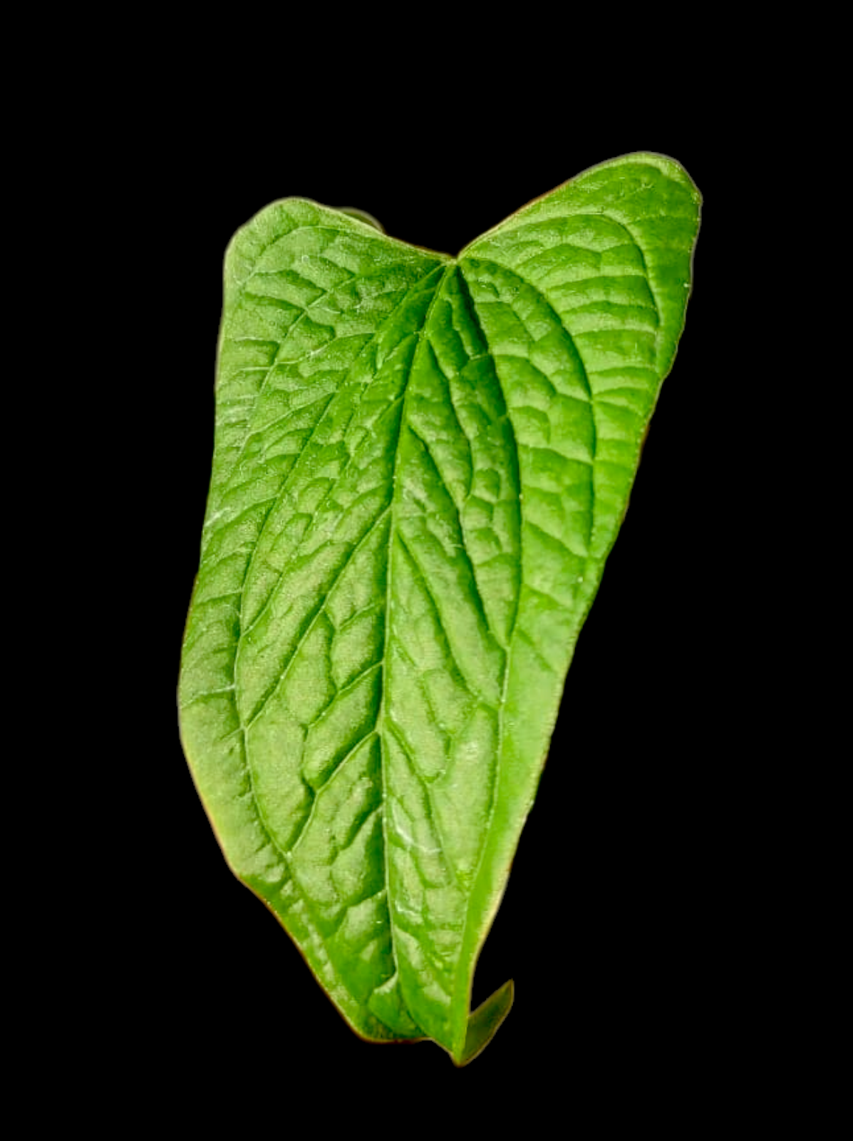Anthurium Puberulum (Croat & Lingán) (EXACT PLANT)