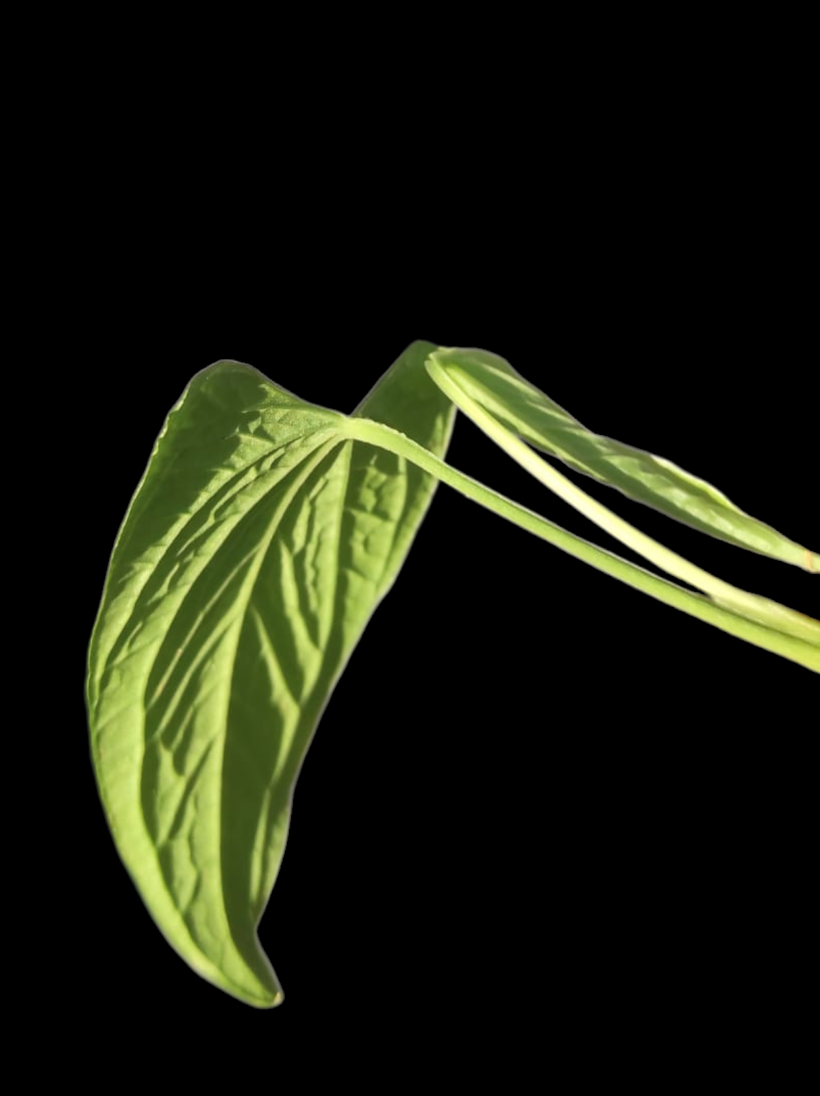 Anthurium Puberulum (Croat & Lingán) (EXACT PLANT)