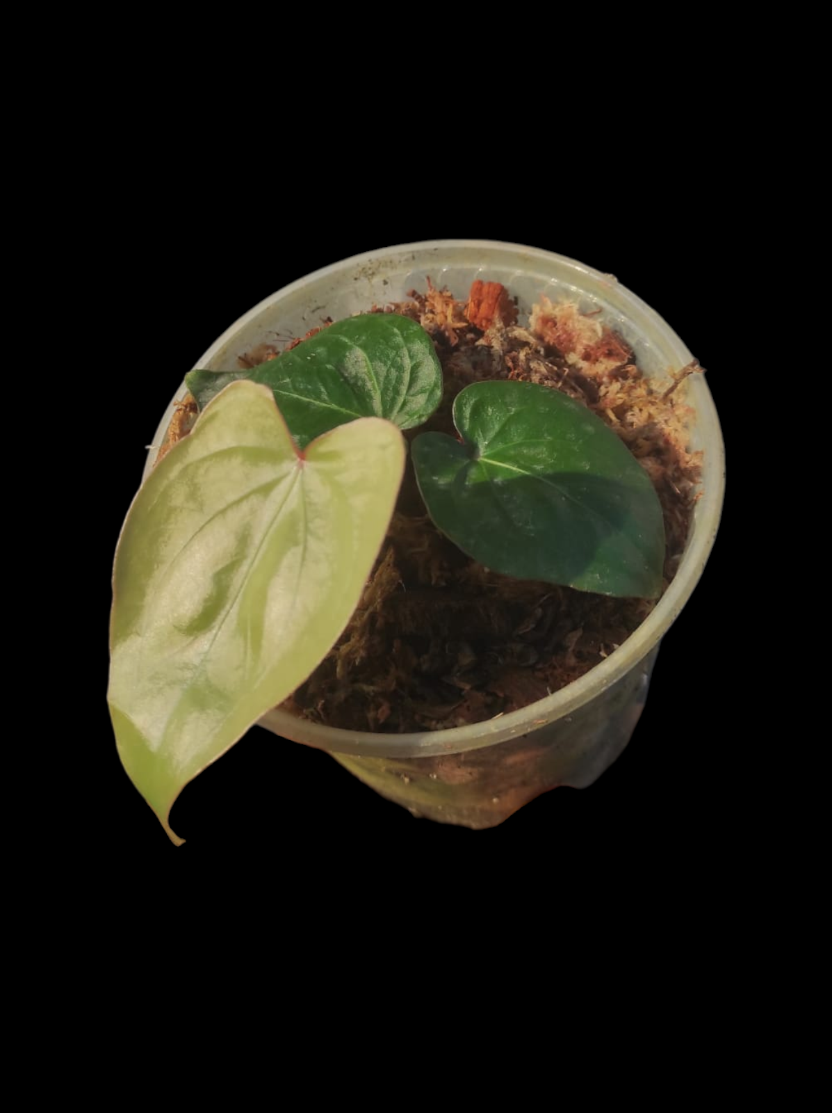 Anthurium sp. 'Amazon Red Petiole' (EXACT PLANT)