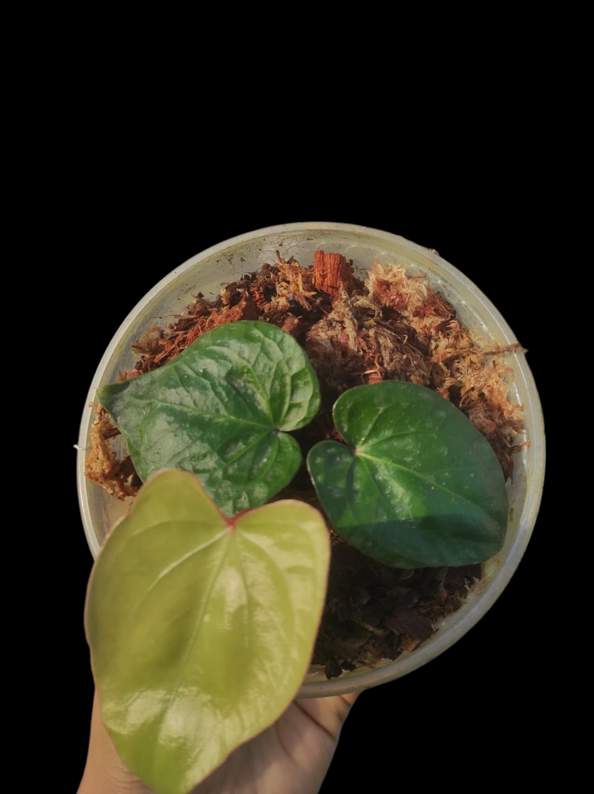 Anthurium sp. 'Amazon Red Petiole' (EXACT PLANT)