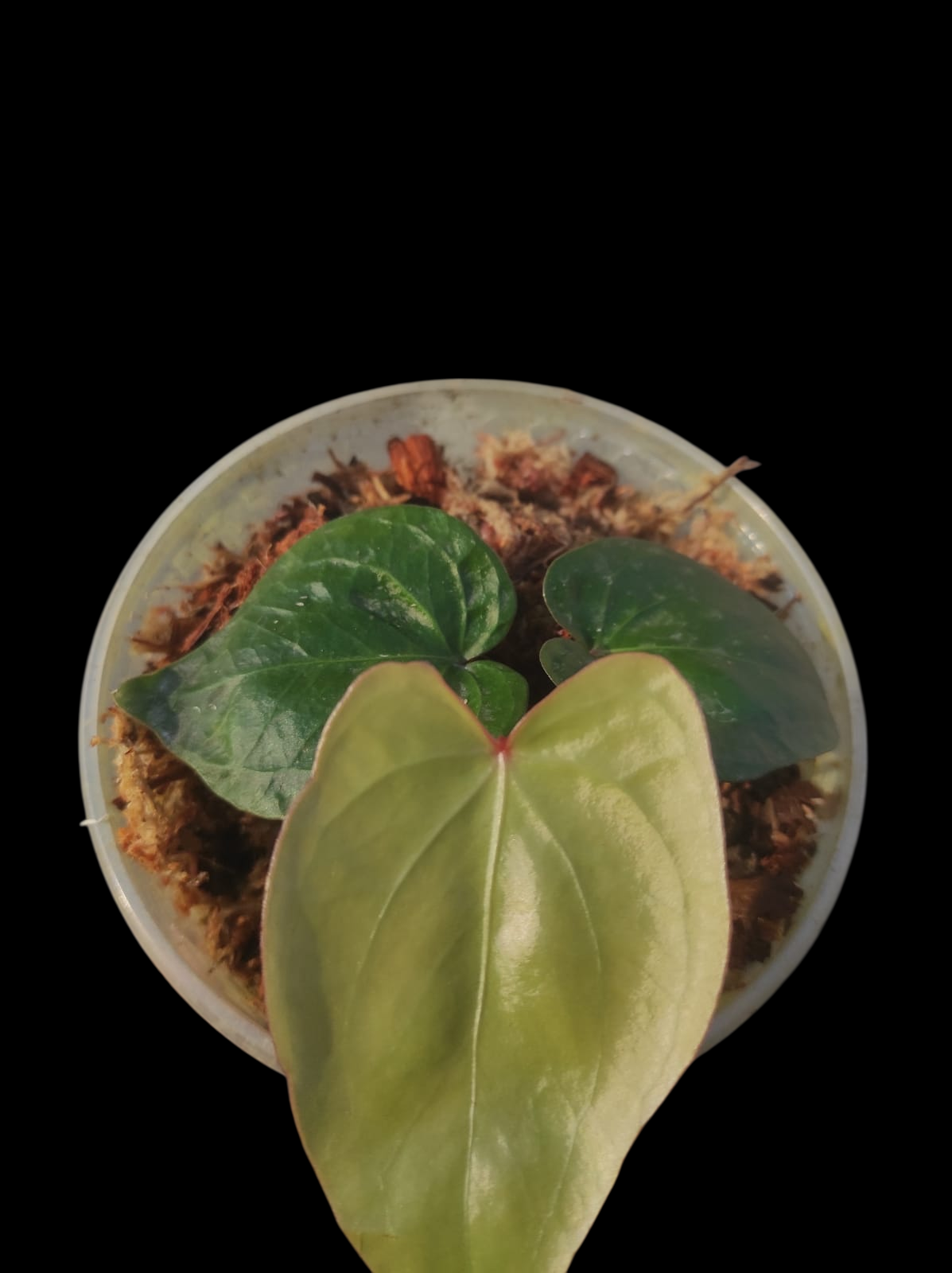 Anthurium sp. 'Amazon Red Petiole' (EXACT PLANT)