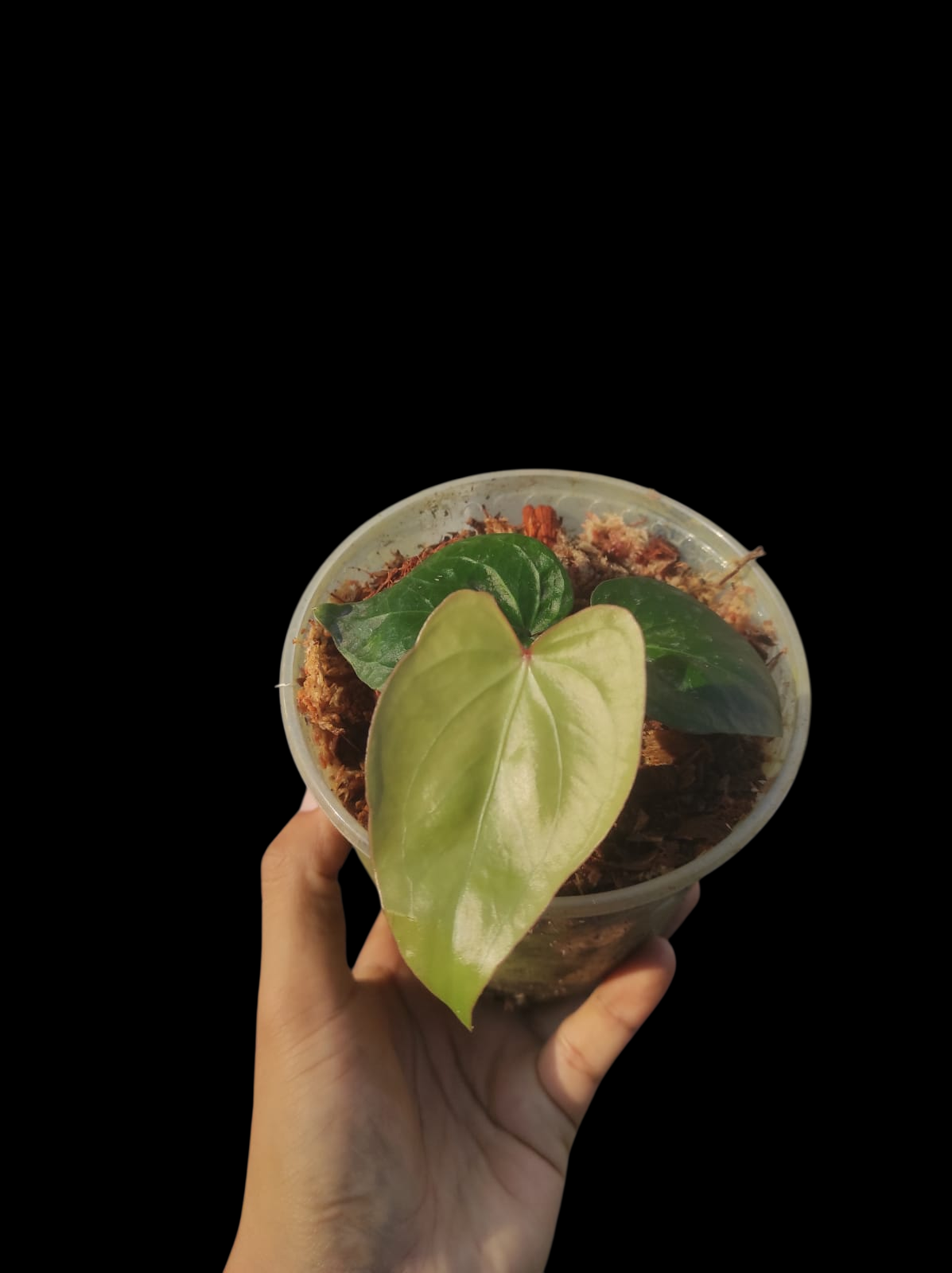 Anthurium sp. 'Amazon Red Petiole' (EXACT PLANT)
