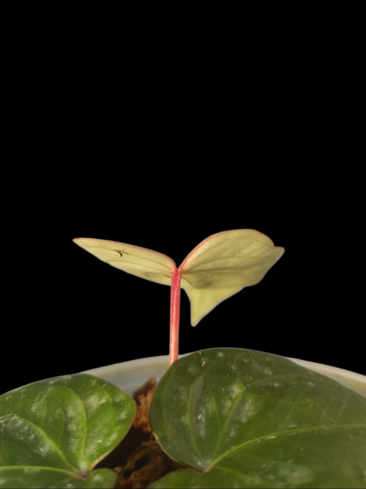 Anthurium sp. 'Amazon Red Petiole' (EXACT PLANT)