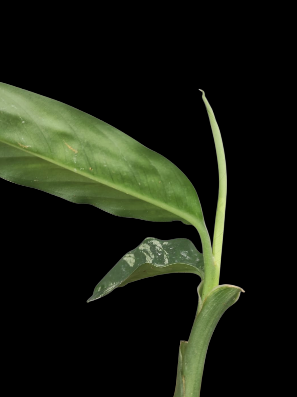 Dieffenbachia sp. 'Toroyacu' Peru