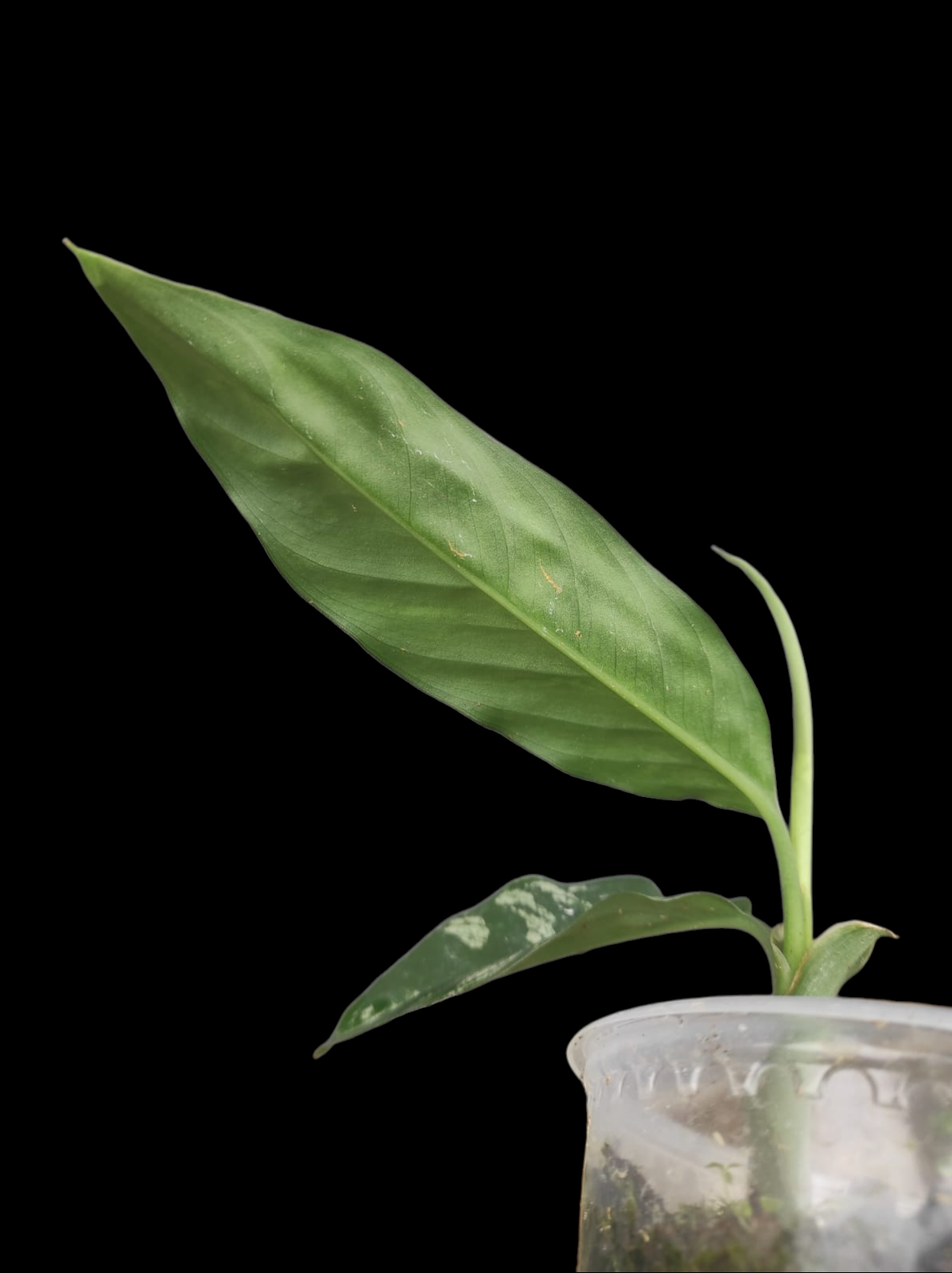 Dieffenbachia sp. 'Toroyacu' Peru