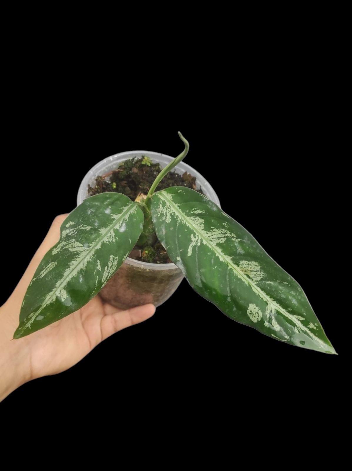 Dieffenbachia sp. 'Toroyacu' Peru