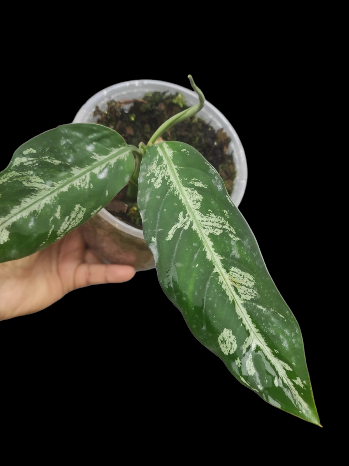 Dieffenbachia sp. 'Toroyacu' Peru