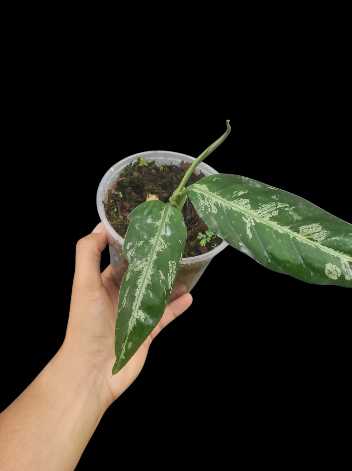 Dieffenbachia sp. 'Toroyacu' Peru