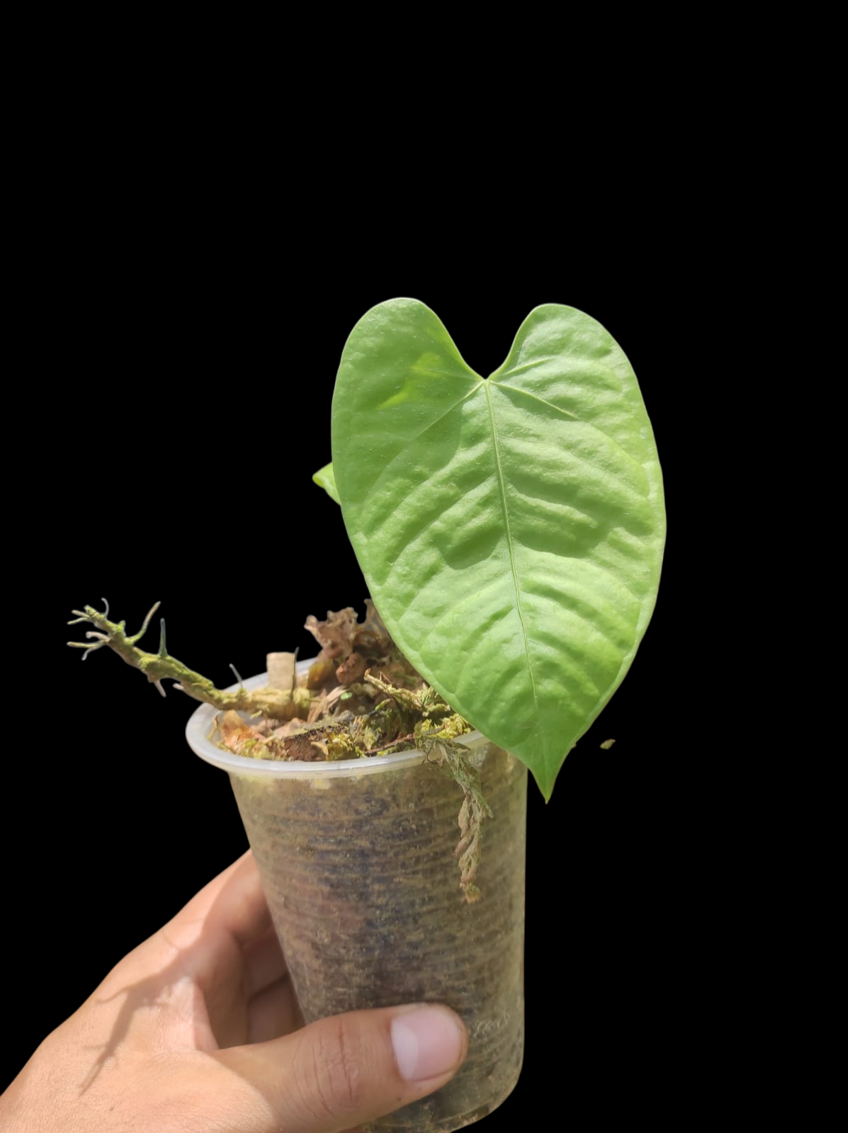 Anthurium sp. 'White Bull' Wild Ecotype (EXACT PLANT)