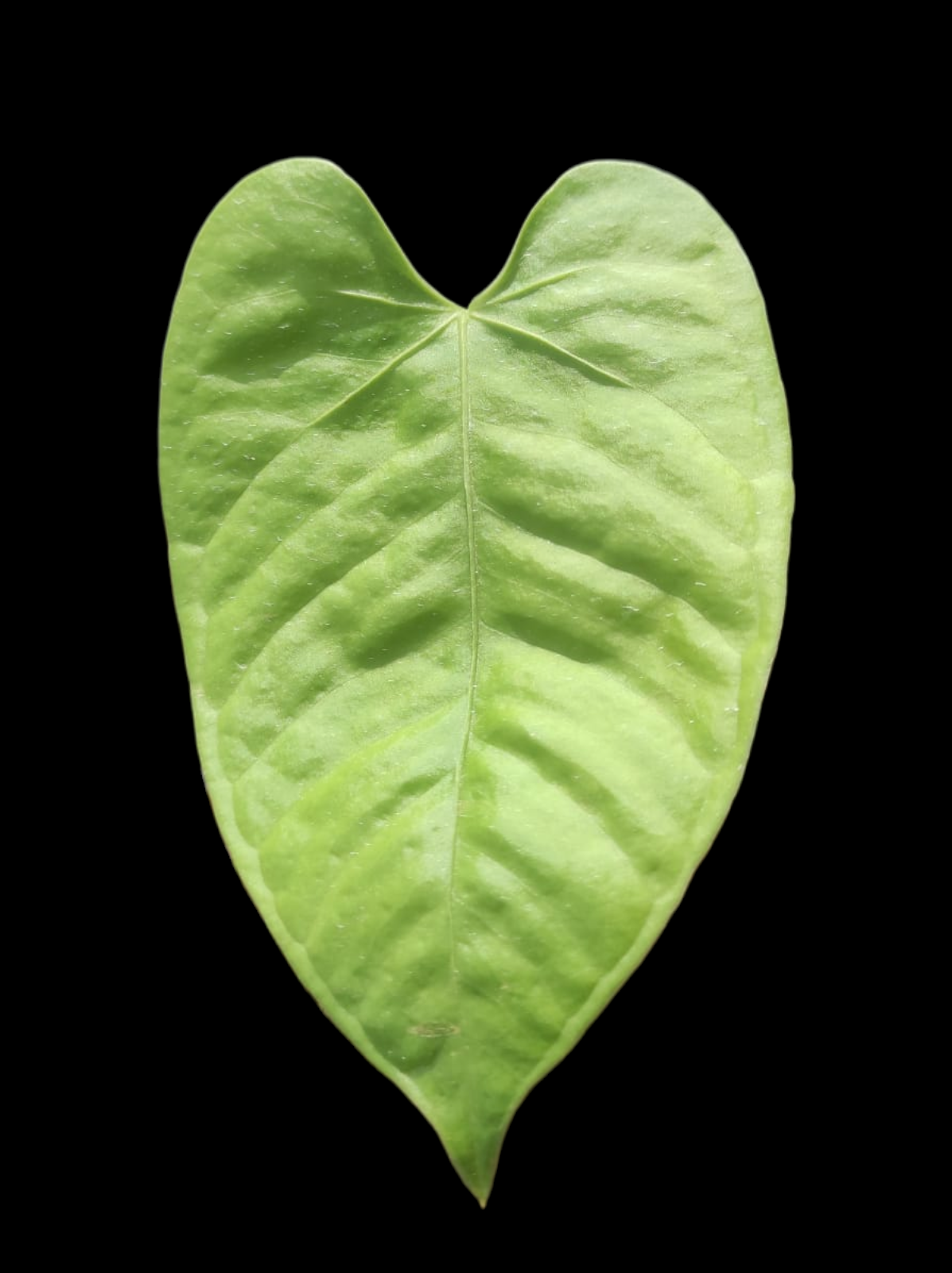 Anthurium sp. 'White Bull' Wild Ecotype (EXACT PLANT)
