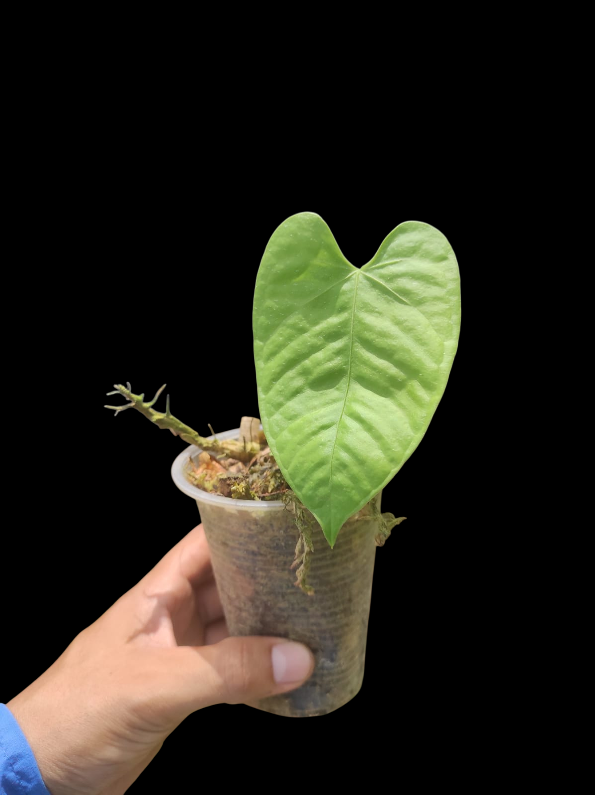 Anthurium sp. 'White Bull' Wild Ecotype (EXACT PLANT)