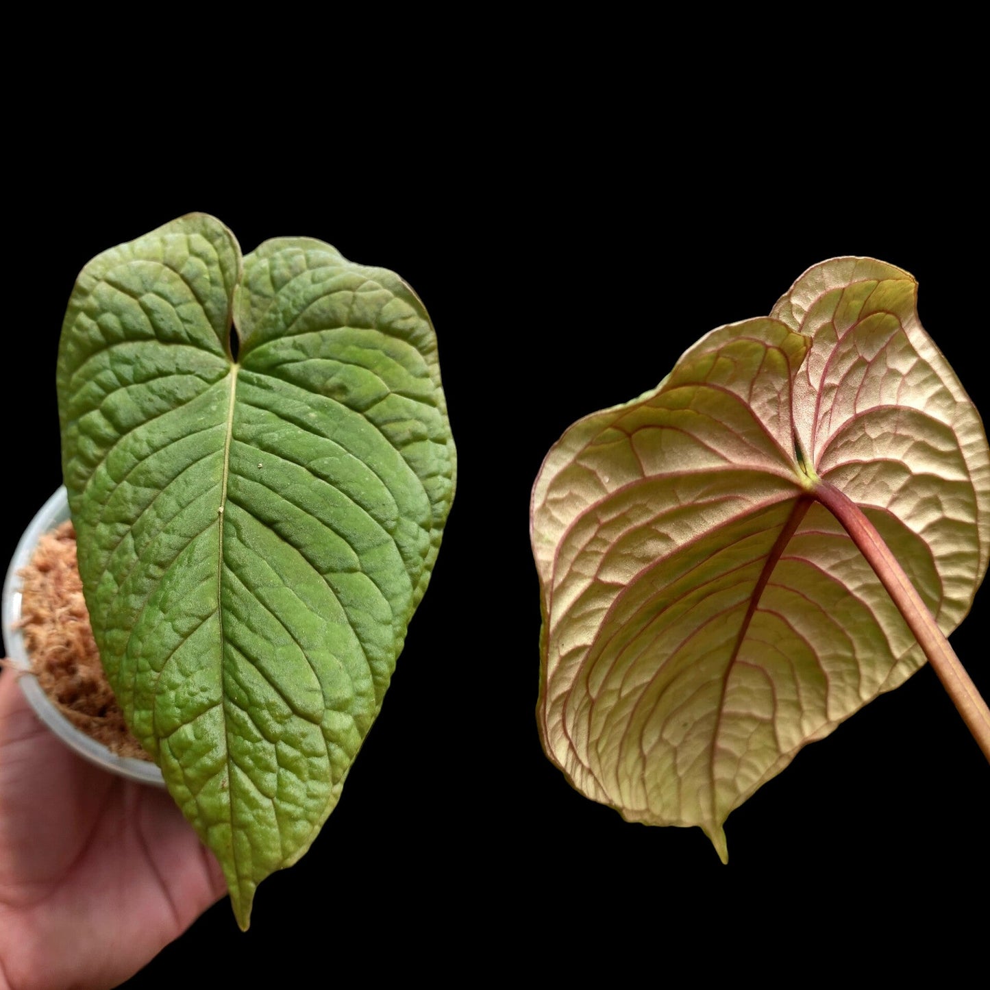 Anthurium Sp. Purple (EXACT PLANT)