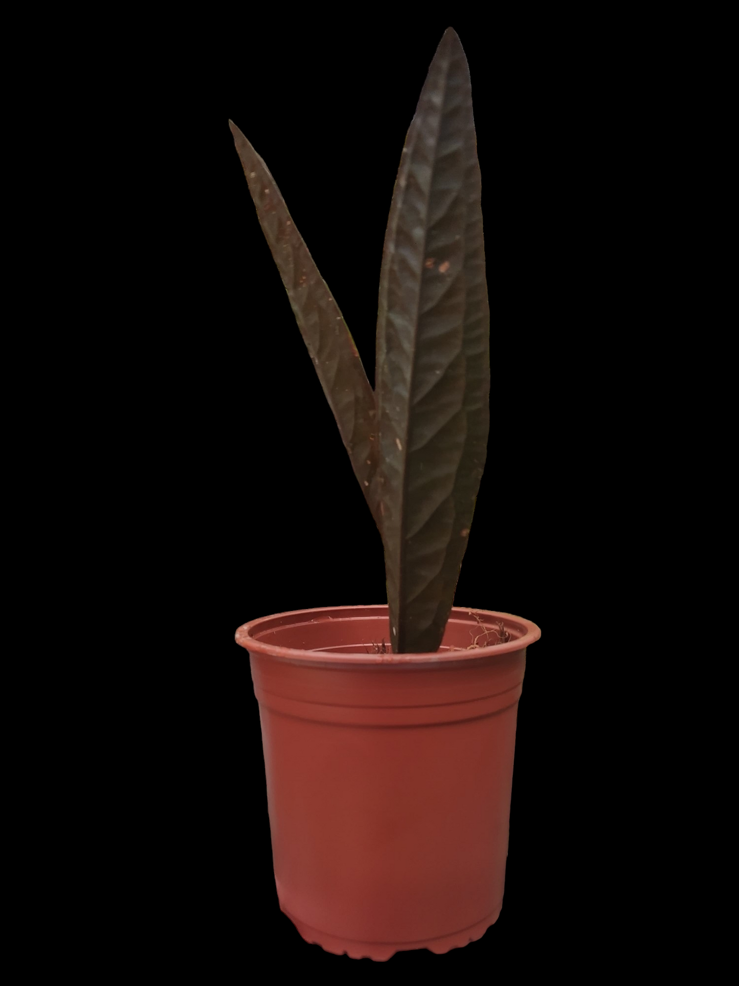 Ultra Rare Anthurium Willifordi (EXACT PLANT)